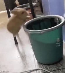 Bunny Jumping into Trash Can