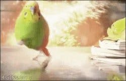 Parrot leaving explosion