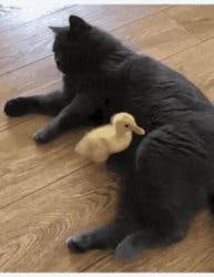 Cat Kicks Duckling