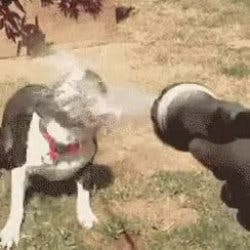 Dog Water Hose