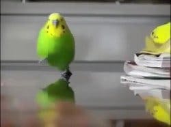 Bird Running From Explosion