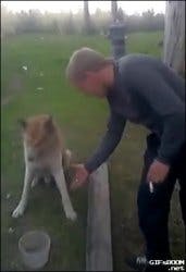 Dog Handshake